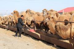 沃布逊村：养骆驼开辟致富路